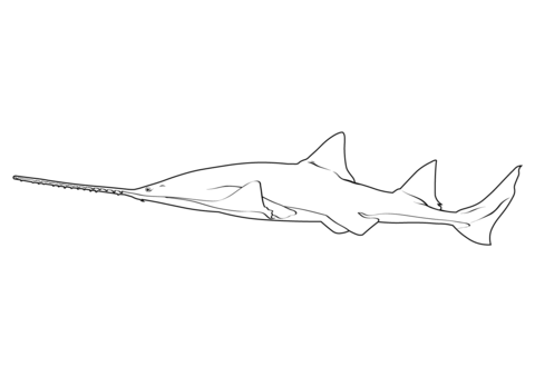 Largetooth Sawfish (Pristis Pristis) Coloring Page